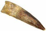 Fossil Spinosaurus Tooth - Real Dinosaur Tooth #316828-1